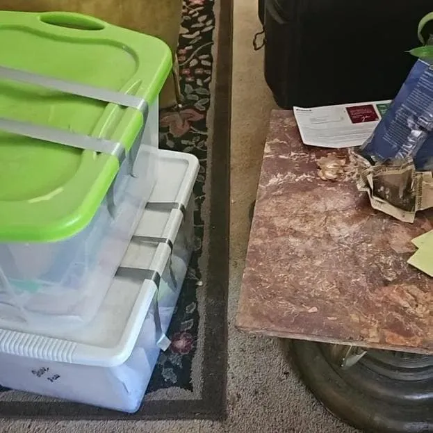 Contents packed into labeled plastic totes during a pack-out