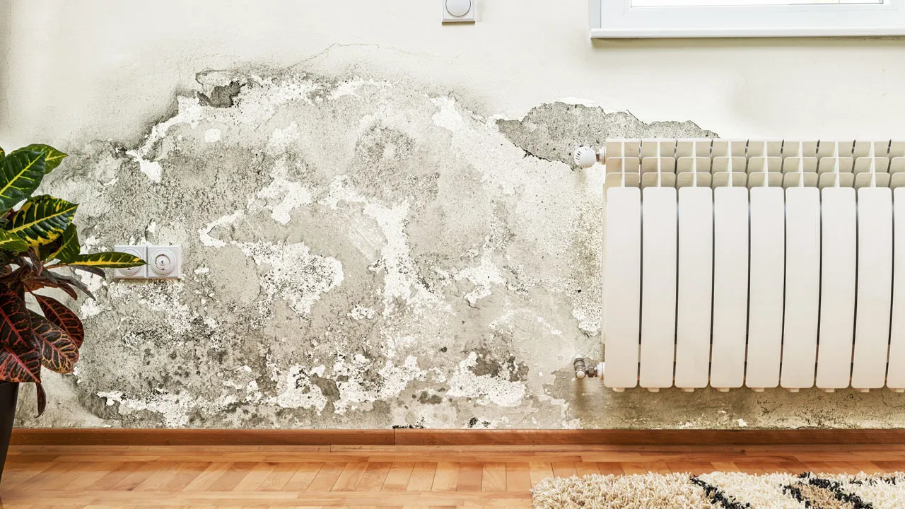 Dark mold growth on a wall